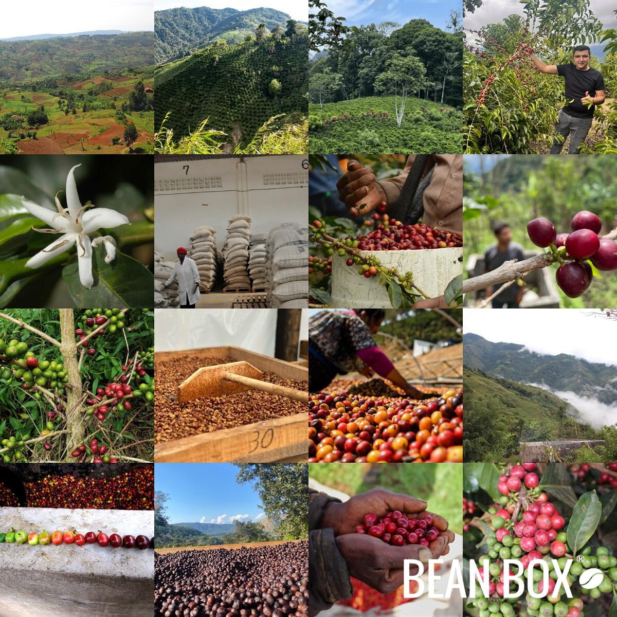 Great Heights - Roasted by Joe Coffee Company - Whole Bean Coffee - 12 Ounce Bag