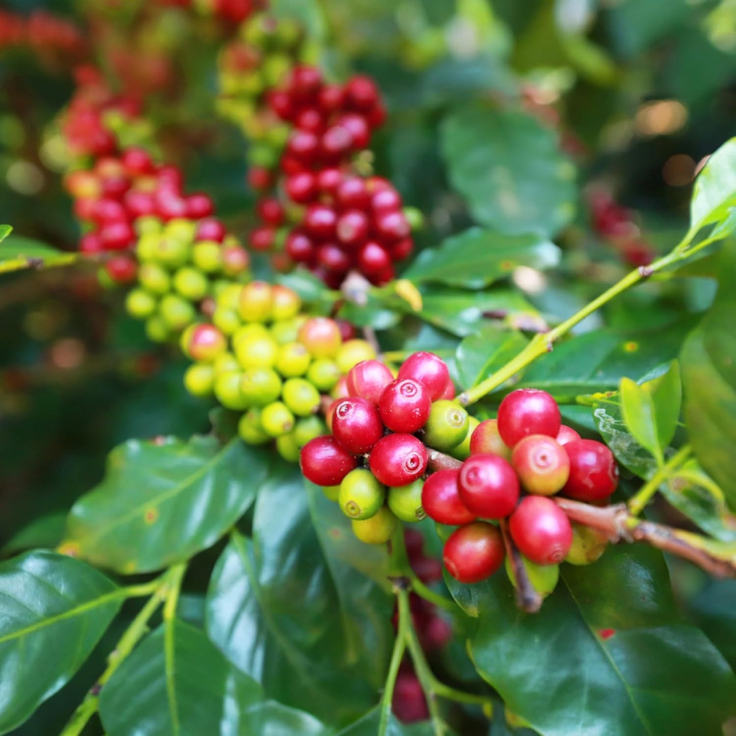 doanhdang - 17.6 Oz Premium Moka Whole Bean Coffee, 100% Medium Roast, Rich Flavor for Espresso Shot and Brew, Origin from Vietnam, Whole Med Roast Beans