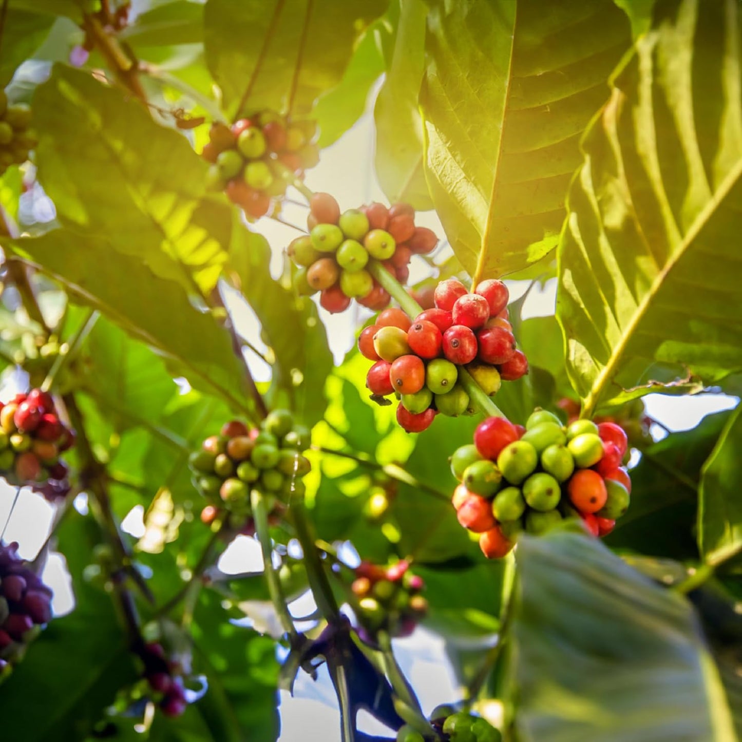 doanhdang - 17.6 Oz Premium Culi Ground Bean Coffee, 100% Culi Peaberry Medium Roast, Rich Flavor for Espresso Shot and Brew, Origin from Vietnam, Ground Med Roast Beans