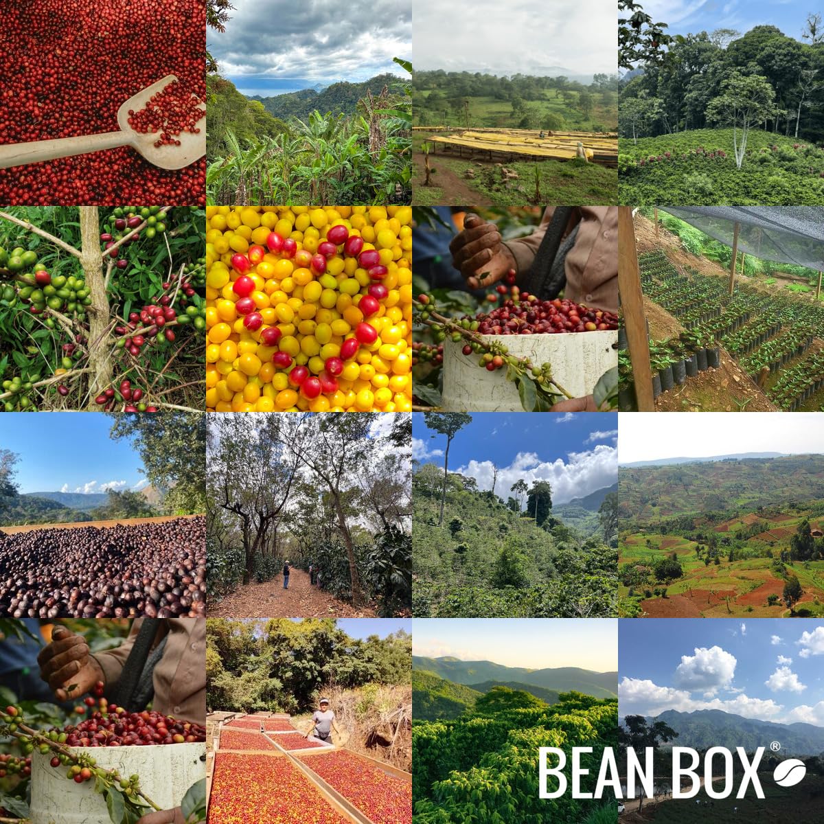 Bean Box Coffee Sampler - Explore Ethiopia, 2-Pack, Freshly Ground, Gourmet Coffee