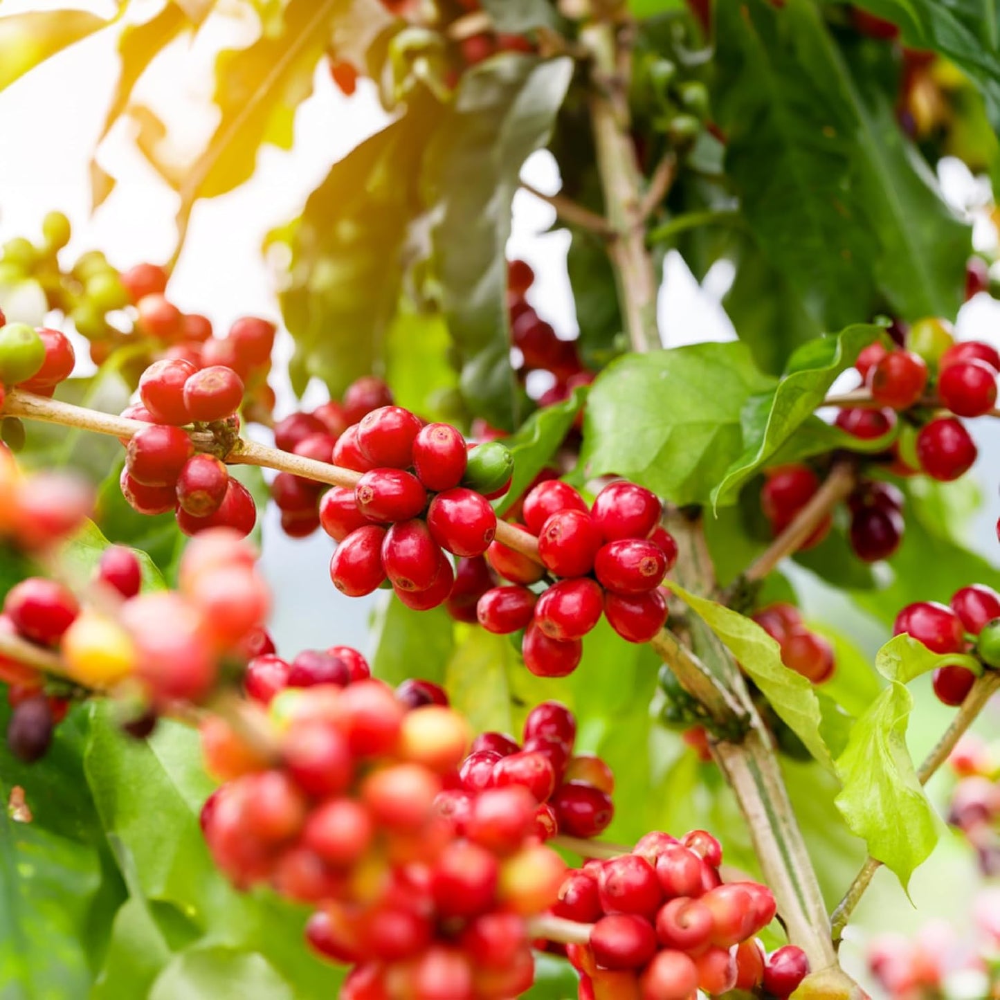 doanhdang - 17.6 Oz Premium Robusta Ground Bean Coffee, 100% Robusta Medium Roast, Rich Flavor for Espresso Shot and Brew, Origin from Vietnam, Ground Med Roast Beans