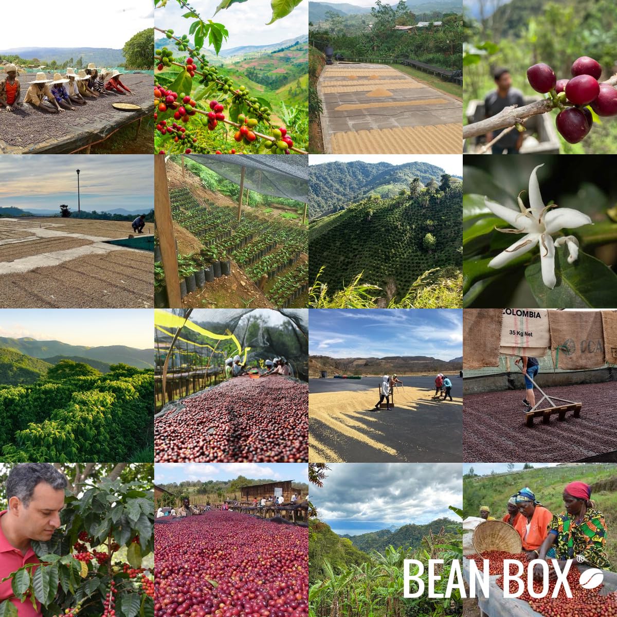 Bean Box Coffee Sampler - Light Roast, 2-Pack, Freshly Ground, Gourmet Coffee