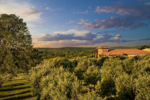 White Lemon Balsamic Vinegar - Gourmet Barrel Aged Infused Balsamic Vinegar - Great for Dressing Dipping Glazing - No Artificial Flavors or Added Sugar - Made in Texas (16.9 oz)