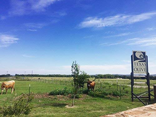 White Lemon Balsamic Vinegar - Gourmet Barrel Aged Infused Balsamic Vinegar - Great for Dressing Dipping Glazing - No Artificial Flavors or Added Sugar - Made in Texas (16.9 oz)