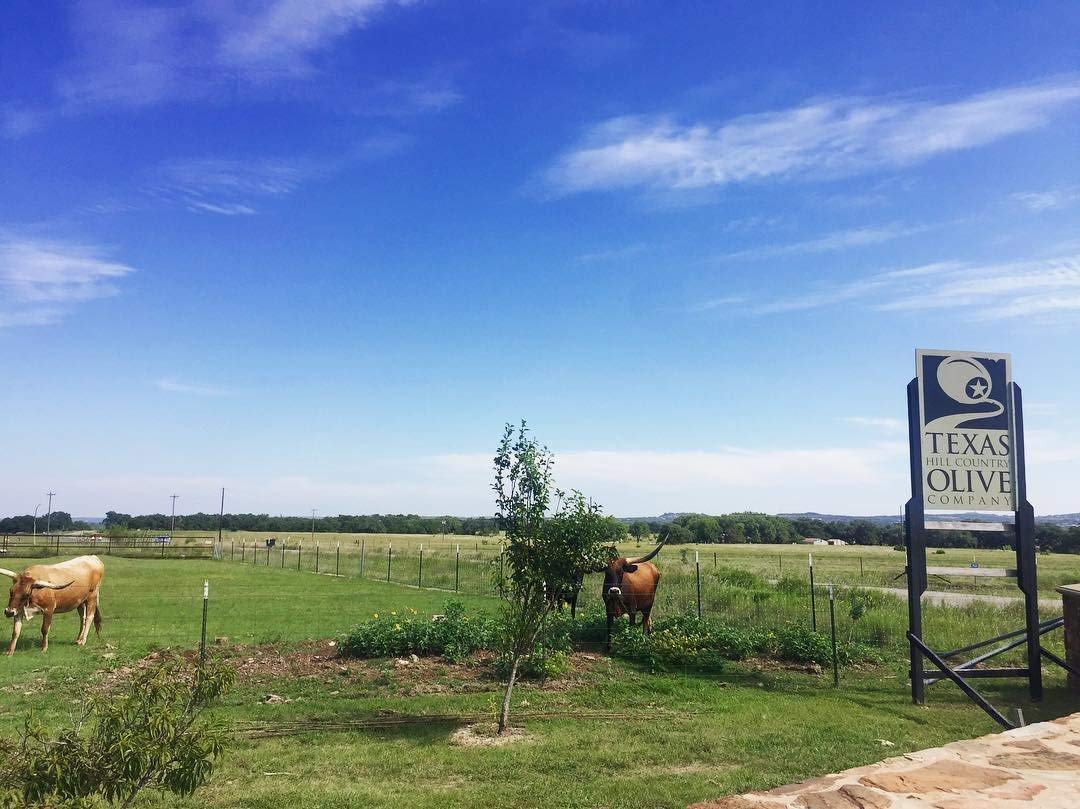 White Lemon Balsamic Vinegar - Gourmet Barrel Aged Infused Balsamic Vinegar - Great for Dressing Dipping Glazing - No Artificial Flavors or Added Sugar - Made in Texas (8.5 oz)