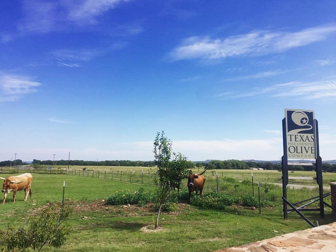 White Lemon Balsamic Vinegar - Gourmet Barrel Aged Infused Balsamic Vinegar - Great for Dressing Dipping Glazing - No Artificial Flavors or Added Sugar - Made in Texas (8.5 oz, 2 Pack)