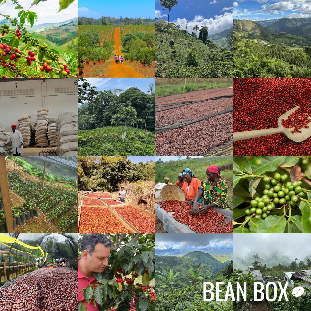 The Daily - Roasted by Joe Coffee Company - Whole Bean Coffee - 2 Pound Bag