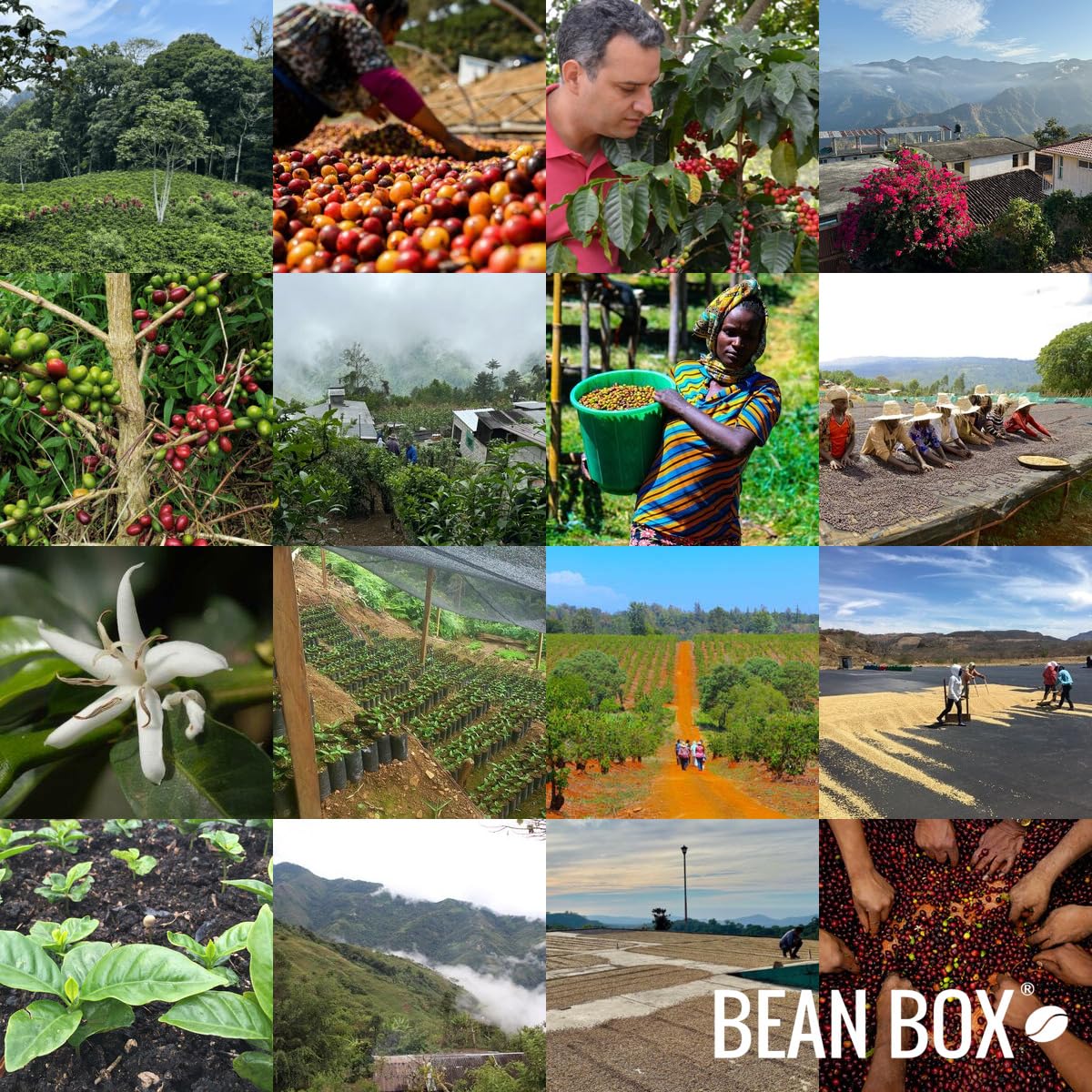 The Village - Roasted by Joe Coffee Company - Whole Bean Coffee - 2 Pound Bag