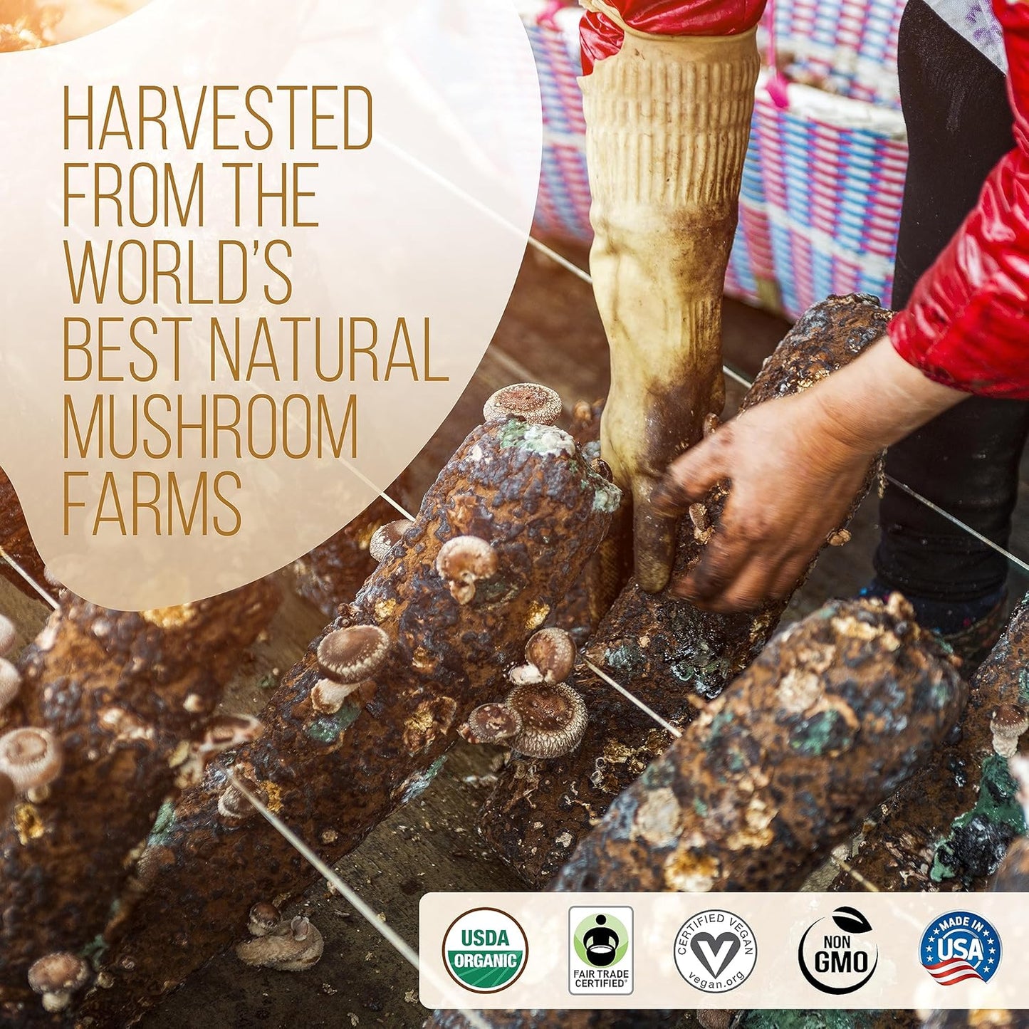 La Republica Big Shot Decaf Instant Mushroom Coffee Organic (120 Servings) with Lion's Mane, Reishi, Chaga, Cordyceps, Maitake, Turkey Tail